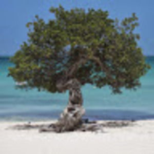 Meet your Posher, Ruchy